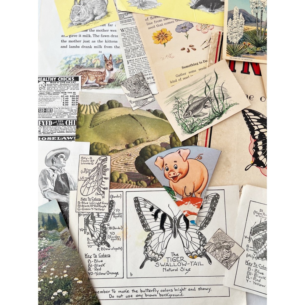 TRUE Vintage Nature‎ Ephemera 25 PCS Junk Journal Botanical Animal Illustrations - Picture 3 of 5